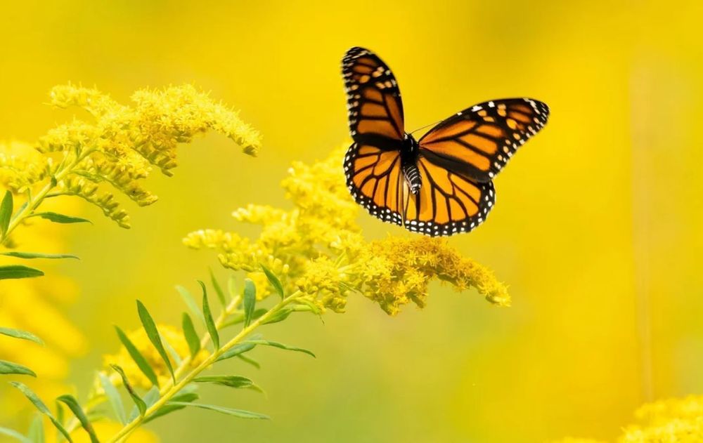 Esta planta crea un entorno más equilibrado sin agregarle productos químicos a la zona para que abejas y mariposas gocen de buena salud.