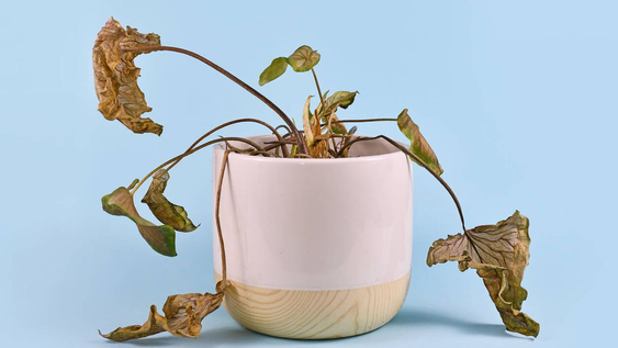 Tiralo en la tierra y mirá cómo reviven: oro para tus plantas