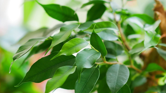 El árbol que todos quieren en su jardín porque no larga hojas y da sombra todo el día