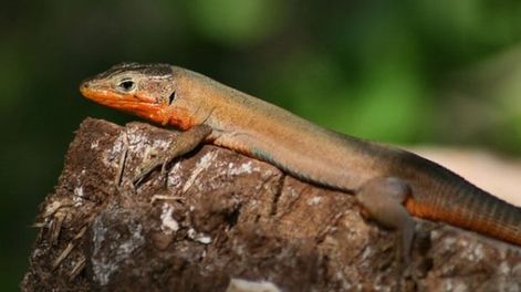 ¿Por qué unas lagartijas misteriosas tienen sangre verde?
