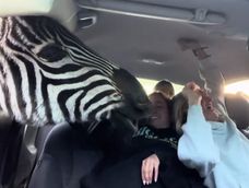 El divertido momento en un Safari que se volvió tendencia en TikTok