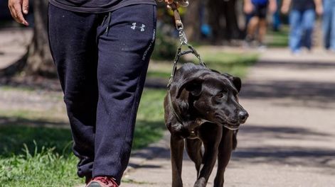 Los Andes | Maipú realizó el pasado fin de semana una caminata saludable en donde las mascotas fueron las grandes protagonistas de la jornada. Foto: prensa Maipú