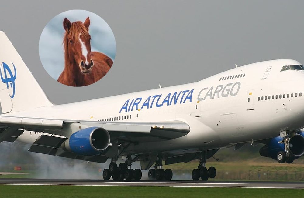 El avión partió desde el aeropuerto JFK en Nueva York y debía aterrizar en la ciudad belga de Leija. Sin embargo, cuando estaba a casi 10 mil metros de altura, el caballo se asustó por turbulencias y cambió los planes de los pilotos. Foto: JetPhotos - Dale Coleman