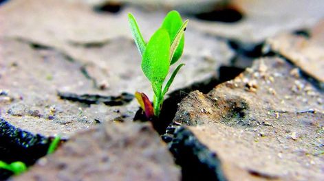 Los Andes | SEQUÍA. Alrededor del 20% de las cosechas se pierden anualmente debido a la sequía, que ha causado pérdidas económicas globales de aproximadamente 124 mil millones de dólares en los últimos 20 años, según la ONU.