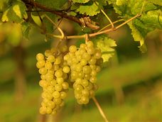 sauvignon blanc: el blanco que gana terreno y recomendaciones para brindar sauvignon blanc: el blanco que gana terreno y recomendaciones para brindar