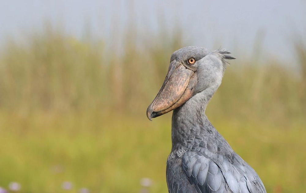 Su figura imponente reforzó la fascinación por un ave que parece salida de otra era.