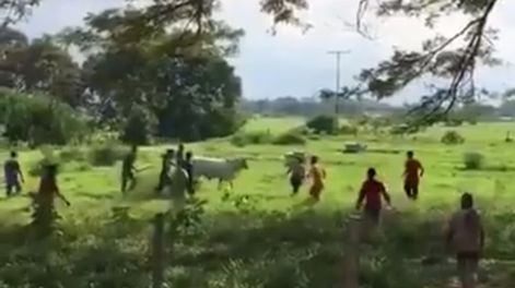 La desesperación hecha video: cazaron una vaca por el hambre en Venezuela