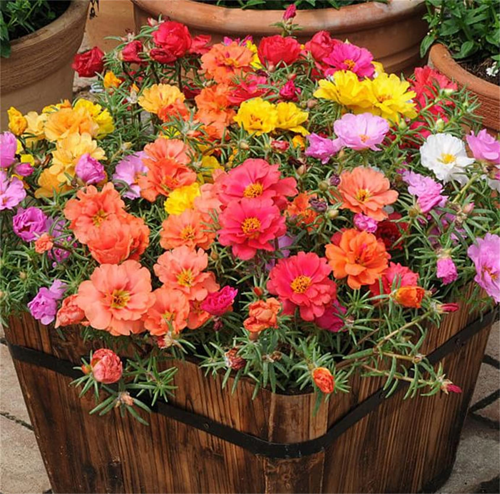 En la jardiner&iacute;a, las plantas del jard&iacute;n como la Portulaca florecen siempre.