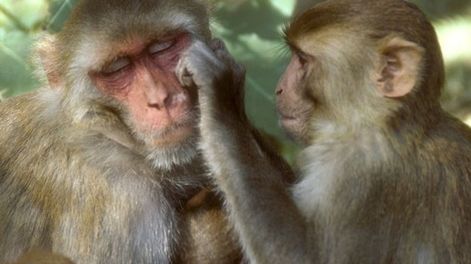Un estudio con monos reveló algunos comportamientos que reflejan también la condición humana.