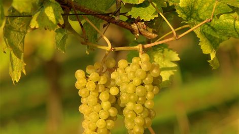 Sauvignon Blanc: el blanco que gana terreno y recomendaciones para brindar