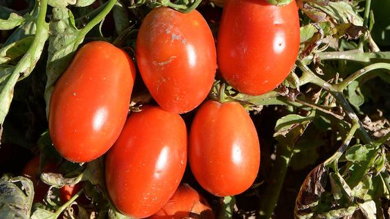 Tunuyán, San Martín, Lavalle, San Carlos, Maipú y Luján son los departamentos donde más creció la plantación de tomates en la provincia. Foto: Orlando Pelichotti / Los Andes