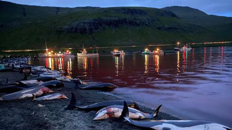Los Andes | Grindadràp, la cruel tradición de Islas Feroe. Foto: Twitter @Seasaver