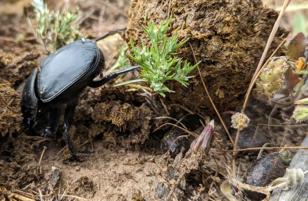 Escarabajo estercolero en actividad, rodando una bola de estiércol que luego será enterrada bajo la tierra y ayudará a la fertilización del suelo. (Foto: Elisa Villén Molina).
