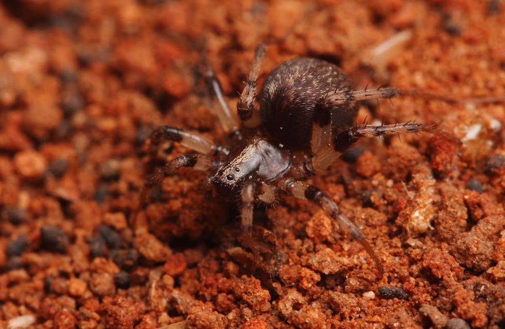 Un ejemplar hembra de Leproluchus birabeni, pequeña araña muy común en Mendoza, dando cuenta de una hormiga a la hora del almuerzo. Fotos:Ondra Michálek / Gentileza.