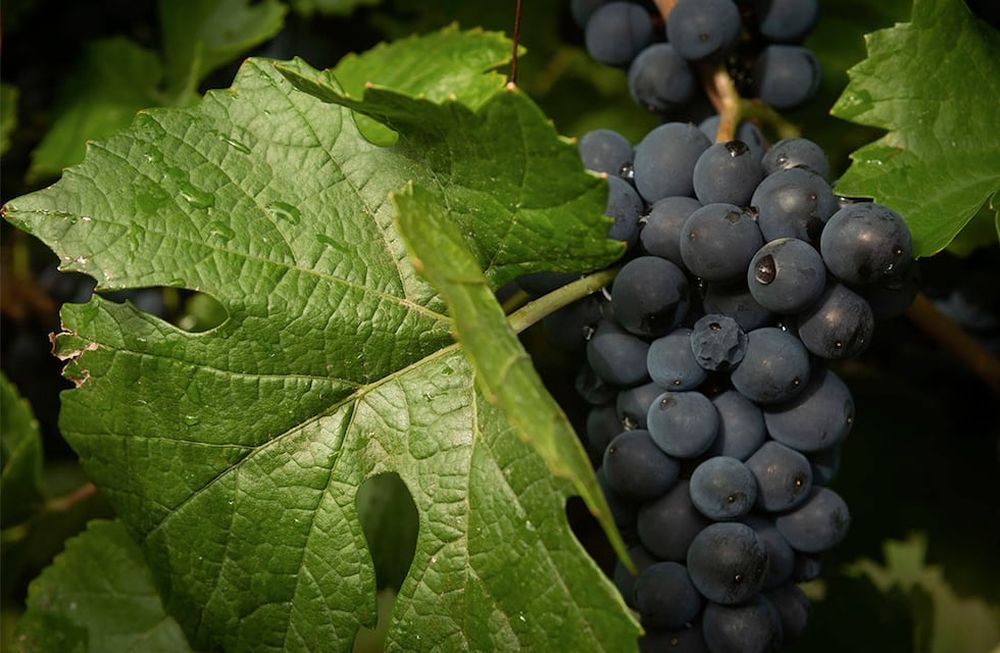 El enólogo principal de Bodegas Callia, una de tres que integran Salentein Family of Wines, habló con Los Andes acerca del potencial del vino sanjuanino, la nueva cosecha y cómo se trabaja con la alta gama. / Foto: Ignacio Blanco / Los Andes