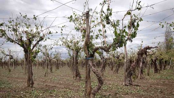 Granizo. Después de las tormentas del fin de semana, los productores piden mayor cobertura con el seguro agrícola. Foto: Ignacio Blanco / Los Andes