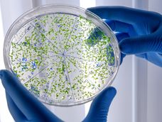 Bacterias: comunidades invisibles que toman decisiones colectivas