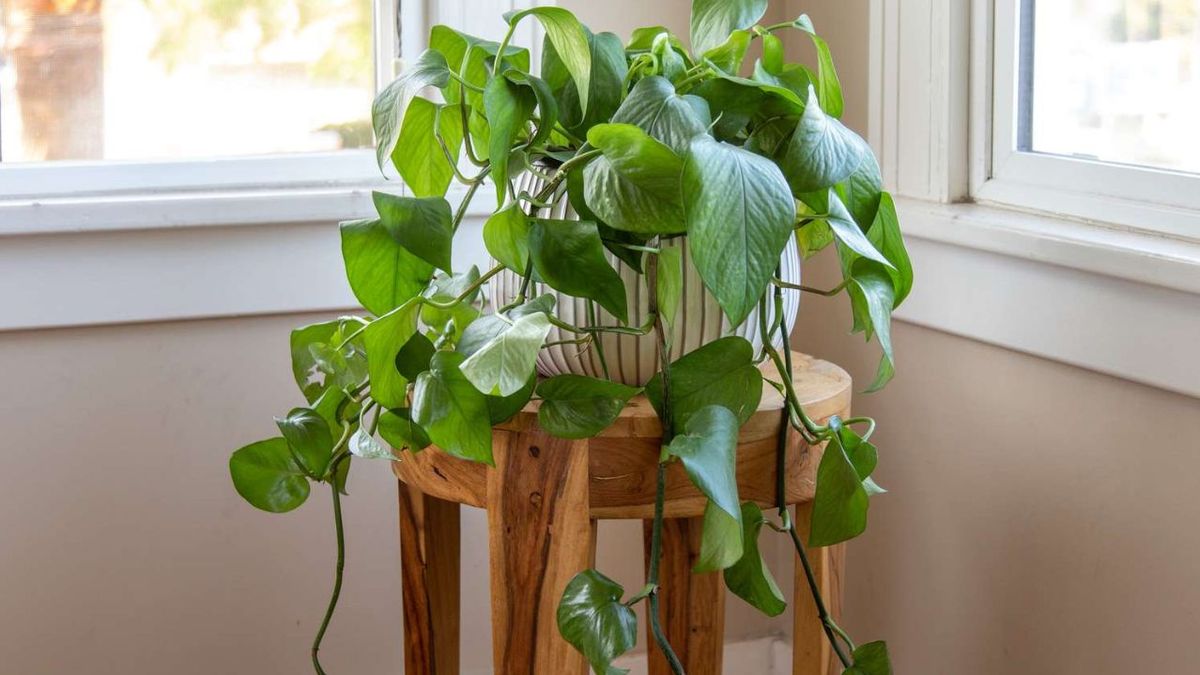 Consigue esta planta colgante para atraer el dinero en el hogar