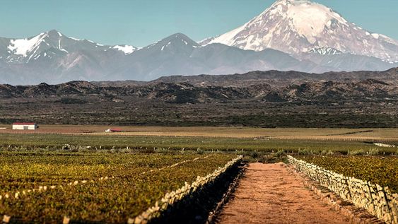 El viñedo tiene más de 230 hectáreas y es el más grande del país. - Gentileza