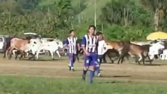Lo que faltaba: suspendieron un partido de fútbol por una invasión de vacas