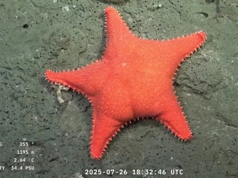 La estrella "culona" en Mar del Plata