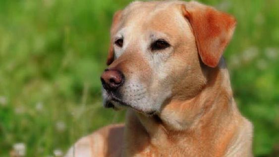 ¿Cuáles son los perros ideales para los niños?