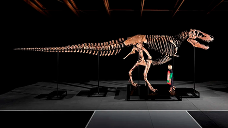El cráneo de Gus, el Tyrannosaurus rex.