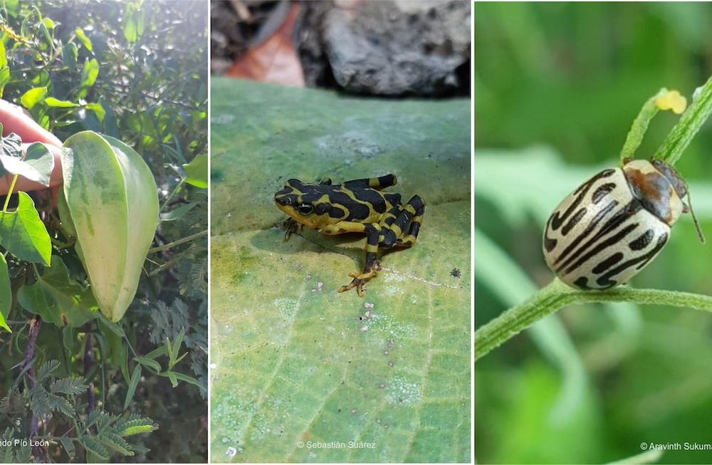 Eventos de colecta de biodiversidad como la Competencia Natural de la Ciudad (CNC) y la Gran Biobusqueda del Sur (GBS) donde miles de personas colaboran con la ciencia aprendiendo y compartiendo datos de flora y fauna de sus ciudades