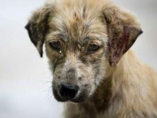 Perros callejeros: lanzan acciones para reducir el abandono en el Gran Mendoza