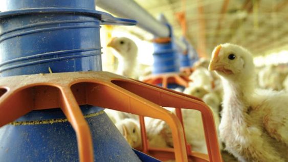 Cómo impactan las trabas a las importaciones en la producción de alimentos