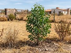 La presencia de este árbol en el jardín podría alterar el crecimiento de especies cercanas.