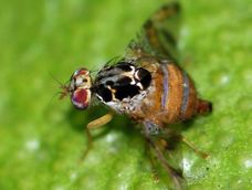 Mosca del Mediterráneo: inscriben a productores para poder comerciar frutas y hortalizas
