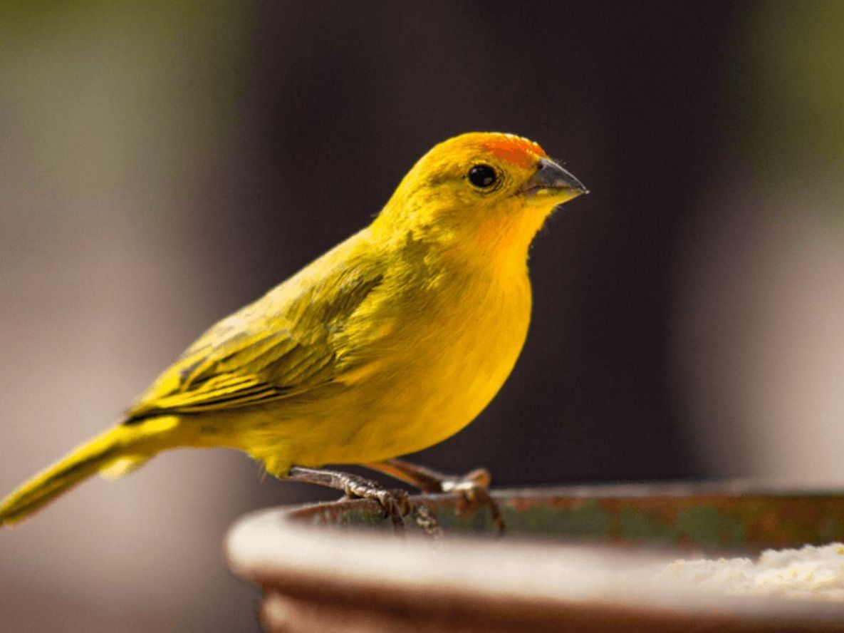 Este pájaro, cuando visita repetitivamente la casa, tiene un propósito natural y simbólico.