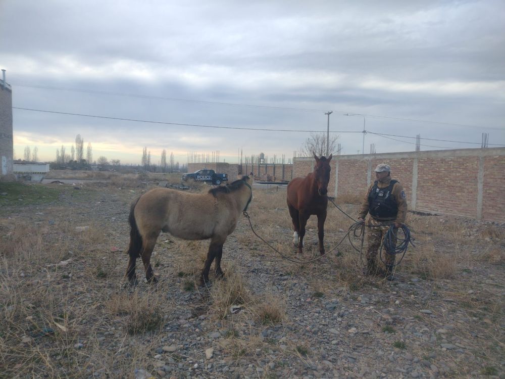Recuperaron caballos robados en Santa Rosa (Ministerio de Seguridad)&nbsp;