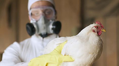 Se detectó el primer caso de gripe Aviar en humanos en Chile.