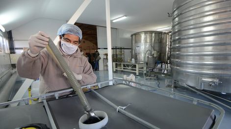 Guarda 14 | Trabajadores de la bodega Chandon en Agrelo, trabajan bajo estrictas normas de seguridad para evitar contagios de coronavirus Foto: Claudio Gutiérrez / Los Andes