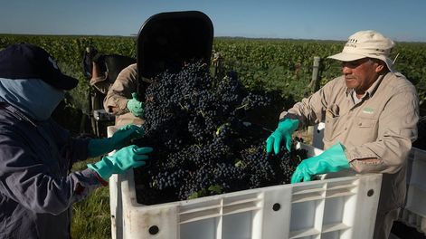 Los Andes | En la última semana muchos vinos argentinos fueron premiados tanto por Decanter como reconocidos con por el crítico de la industria Tim Atkin. / Foto: Ignacio Blanco / Los Andes