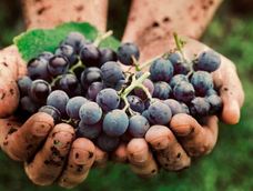 La vendimia permite vivir de cerca el trabajo en los viñedos y el proceso que da origen al vino argentino. La vendimia permite vivir de cerca el trabajo en los viñedos y el proceso que da origen al vino argentino.