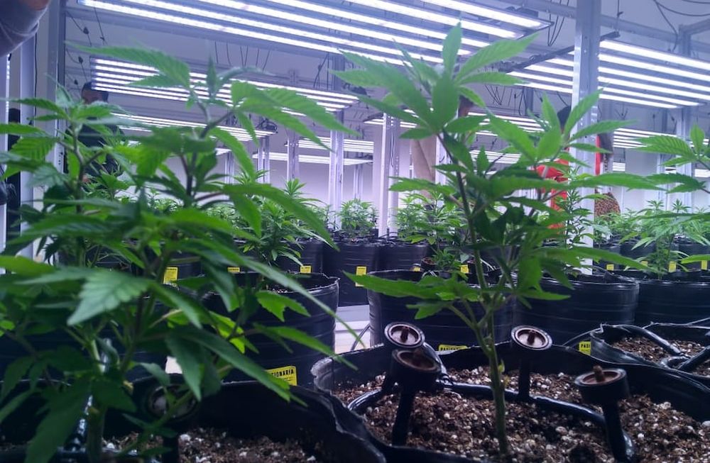 La compañía se compromete a añadir valor en cada etapa de la cadena de producción, logrando una biomedicina respaldada por altos niveles de desarrollo e investigación.