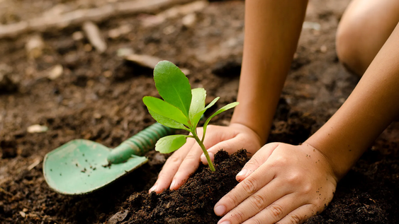el arbol frutal que muchos plantan en patios pequenos porque sus raices no danan el piso