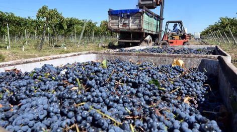 Una raza en pronta extinción - Por Miguel Varoli Piazza