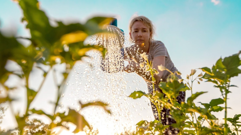 Las plantas del jardín sufren si la jardinería ignora el sol y sus horarios.