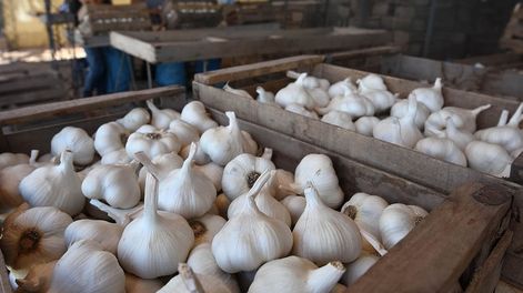 Las exportaciones mendocinas de ajo en jaque por una medida del Gobierno de BrasilPreocupa en el sector ajero la apertura al ajo chino en Brasil a bajos precios