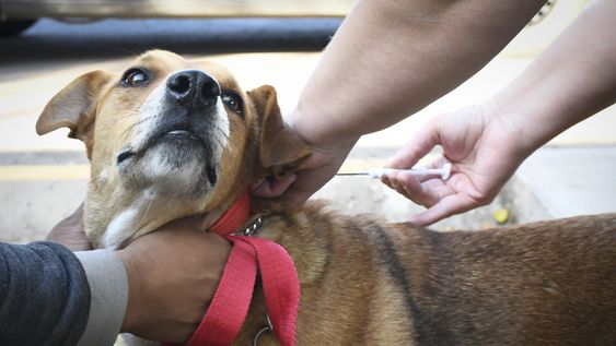perros peligrosos: la municipalidad de guaymallen tiene registro municipal y coloca un chip subcutaneo