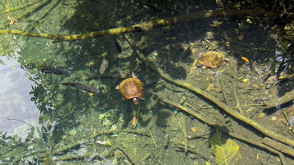 El recorrido por la reserva combina senderos selváticos, fauna autóctona y baños en ojos de agua dulce.