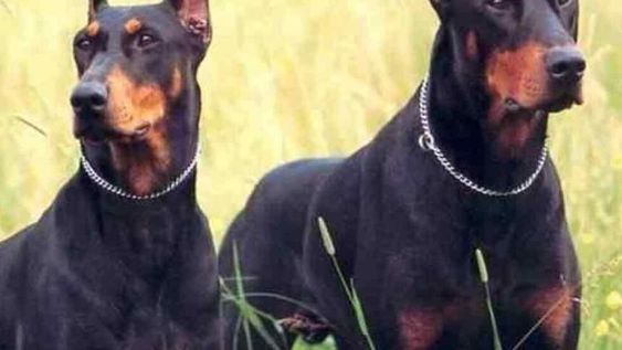 Recorría su granja en Maipú y sus 7 perros dóberman lo atacaron y lo mataron