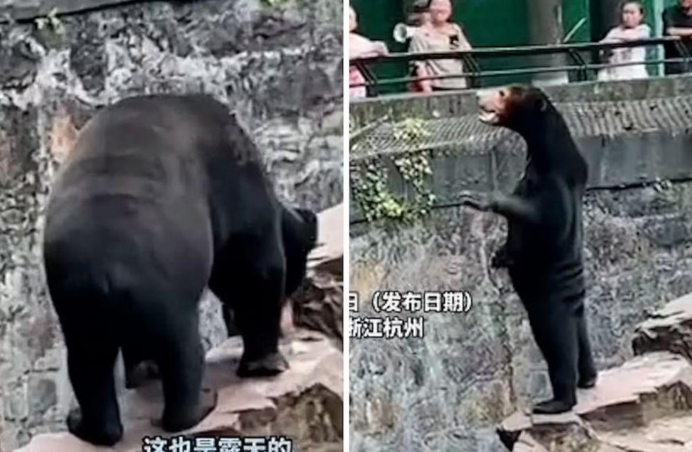 En las redes sociales se viralizó el video de un oso malayo en un zoológico de China. Lo que llamó la atención fue su contextura física y aseguran que es una persona disfrazada.