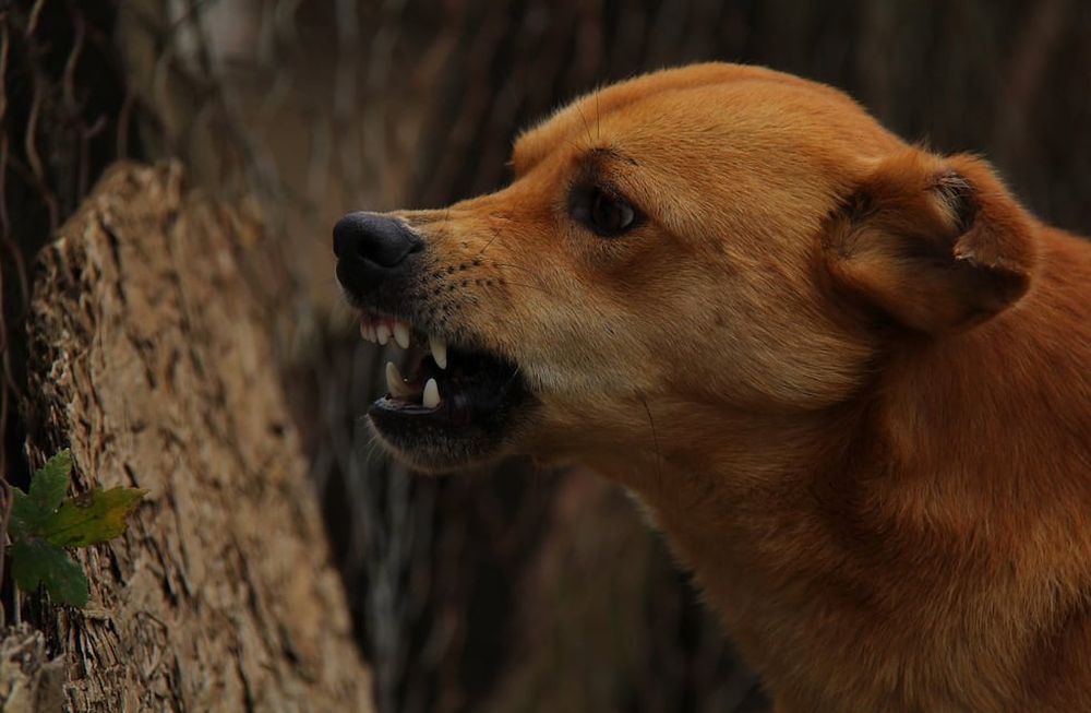 Rabia: cada 9 minutos una persona muere en el mundo por esta enfermedad