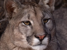 Pumas, guanacos, roedores y aves: fantásticas fotos y videos de los animales de la Cordillera en su día. Foto: Martín Perez (Instagram @cuyo.birding.3)