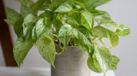Es una planta sencilla, agradable y funcional para ayudarla a crecer dentro de casa sin cuidados especiales.